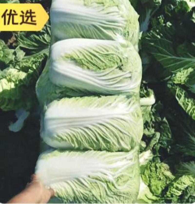 陕西汉中优质白菜】义和秋大白菜:产地直发：全国发货(现货
