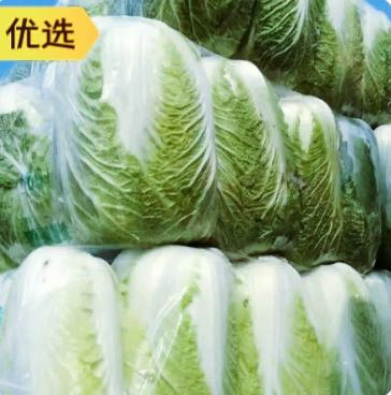 陕西汉中优质白菜】义和秋大白菜:产地直发：全国发货(现货