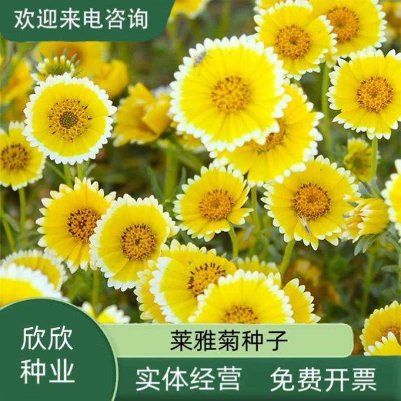 莱雅菊种子荷包蛋鸡蛋花籽春秋播花镜庭院阳台室外盆栽