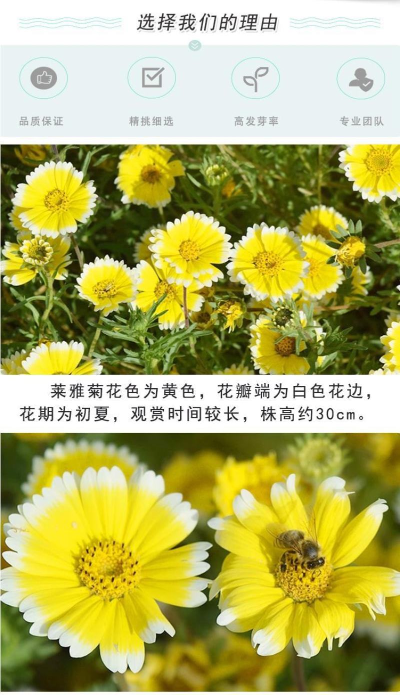 莱雅菊种子荷包蛋鸡蛋花籽春秋播花镜庭院阳台室外盆栽