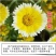 莱雅菊种子荷包蛋鸡蛋花籽春秋播花镜庭院阳台室外盆栽