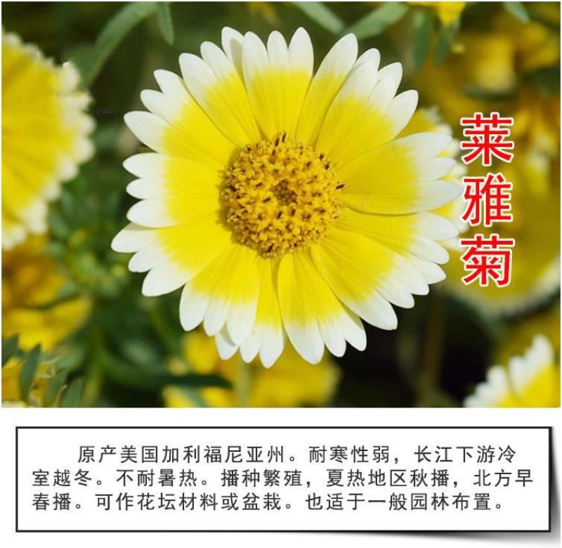 莱雅菊种子荷包蛋鸡蛋花籽春秋播花镜庭院阳台室外盆栽