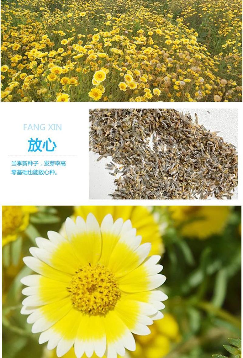 莱雅菊种子荷包蛋鸡蛋花籽春秋播花镜庭院阳台室外盆栽