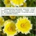 莱雅菊种子荷包蛋鸡蛋花籽春秋播花镜庭院阳台室外盆栽