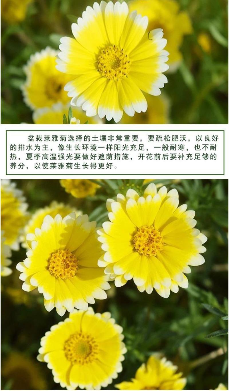 莱雅菊种子荷包蛋鸡蛋花籽春秋播花镜庭院阳台室外盆栽