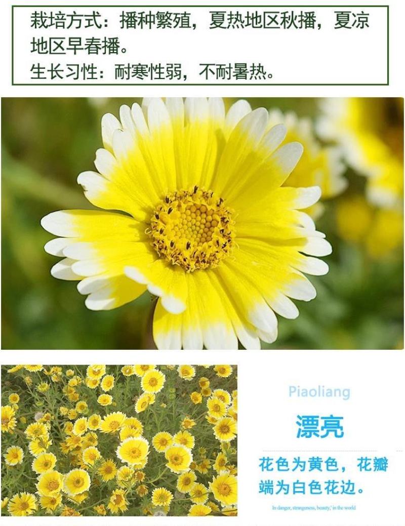 莱雅菊种子荷包蛋鸡蛋花籽春秋播花镜庭院阳台室外盆栽