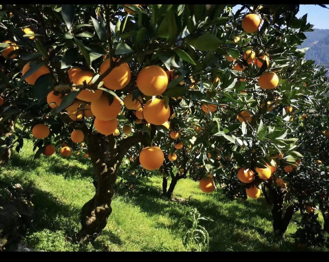 哀牢山深处的冰糖橙果园,阳光透过云雾洒在金黄的果实上 哀牢山冰糖橙种植基地