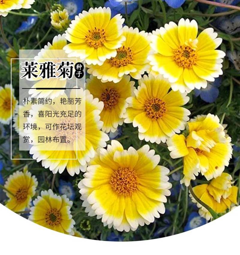 莱雅菊花卉种子耐寒春秋开花荷包鸡蛋花室内盆栽庭院四季易