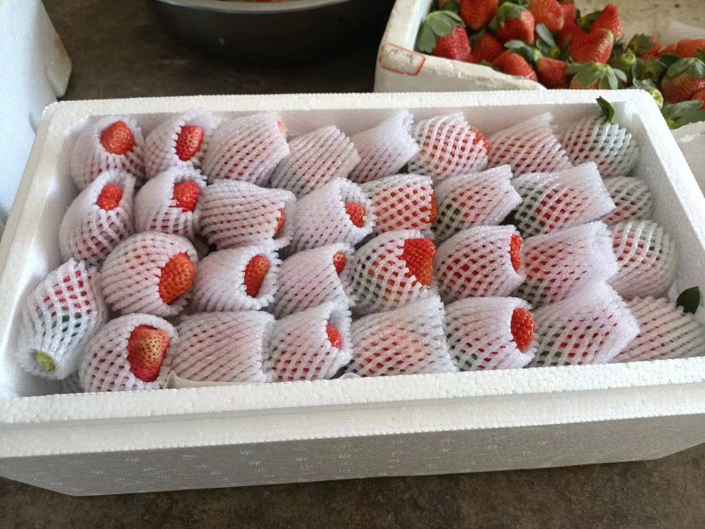 红颜草莓冷藏保存图