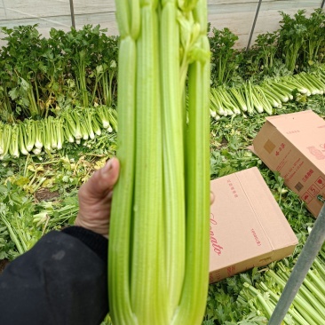 西芹