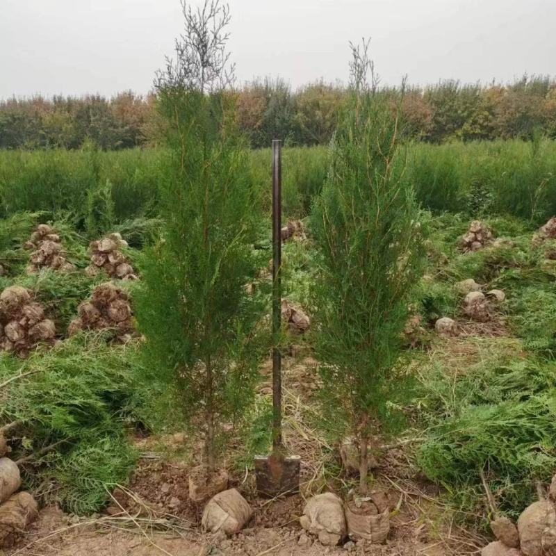 柏树侧柏80起步1米，1.2米，1.5米苗圃直发品质优