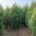 柏树侧柏80起步1米，1.2米，1.5米苗圃直发品质优