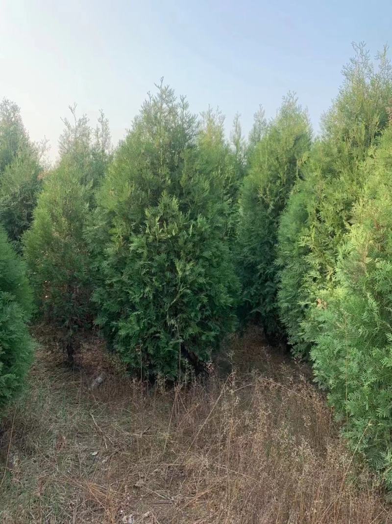柏树侧柏80起步1米，1.2米，1.5米苗圃直发品质优