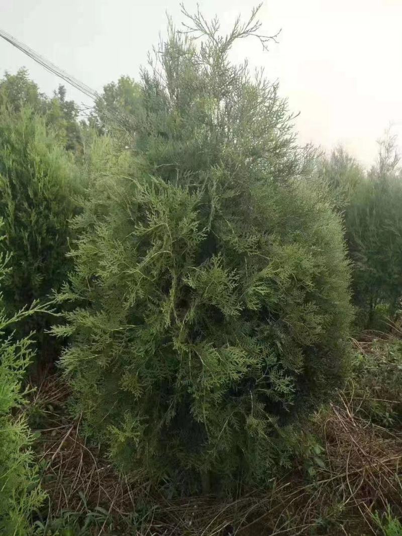 柏树侧柏80起步1米，1.2米，1.5米苗圃直发品质优