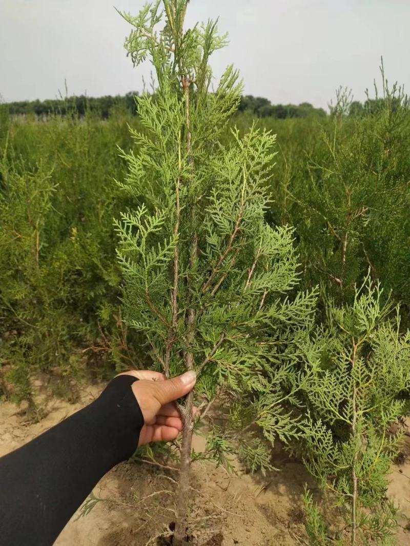 柏树侧柏80起步1米，1.2米，1.5米苗圃直发品质优