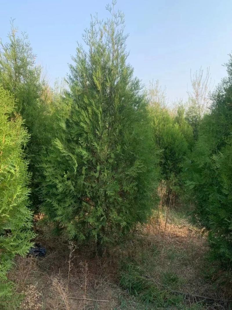 柏树侧柏80起步1米，1.2米，1.5米苗圃直发品质优