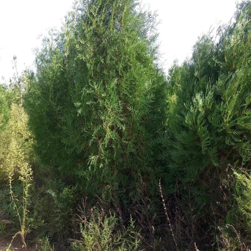 柏树侧柏80起步1米，1.2米，1.5米苗圃直发品质优