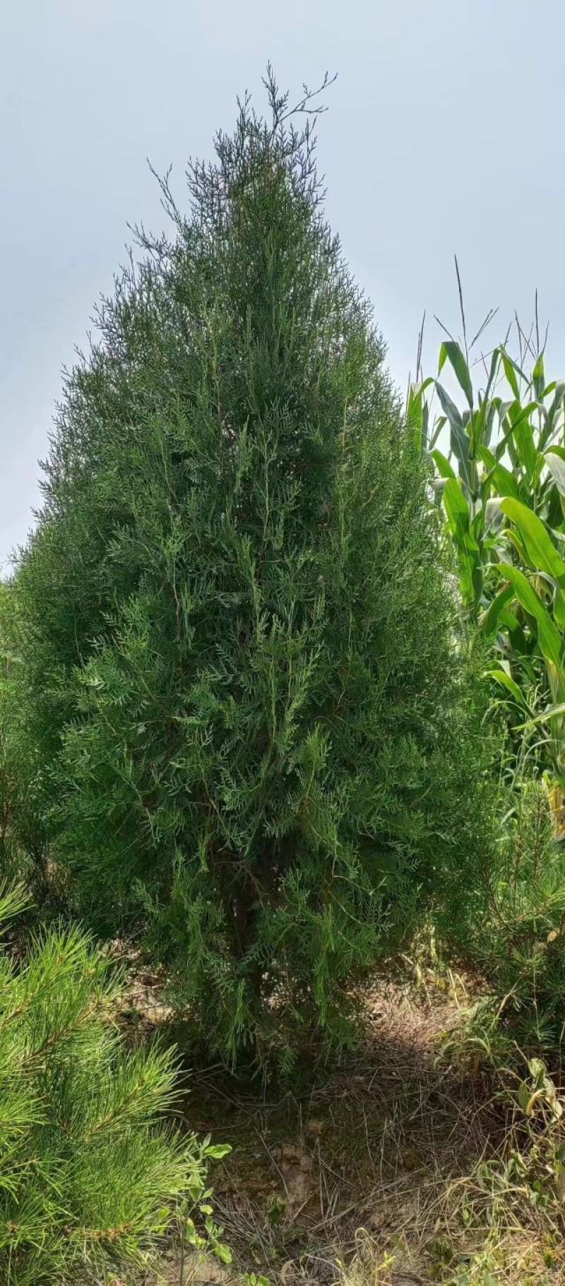 柏树侧柏80起步1米，1.2米，1.5米苗圃直发品质优