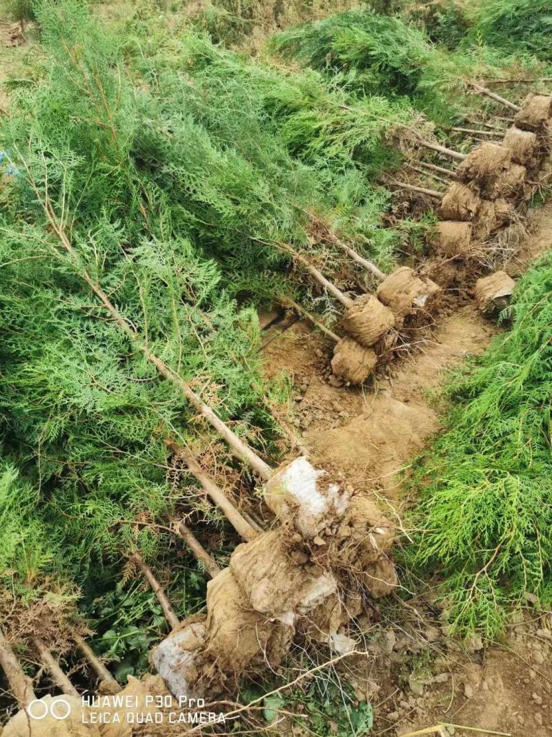 柏树侧柏80起步1米，1.2米，1.5米苗圃直发品质优