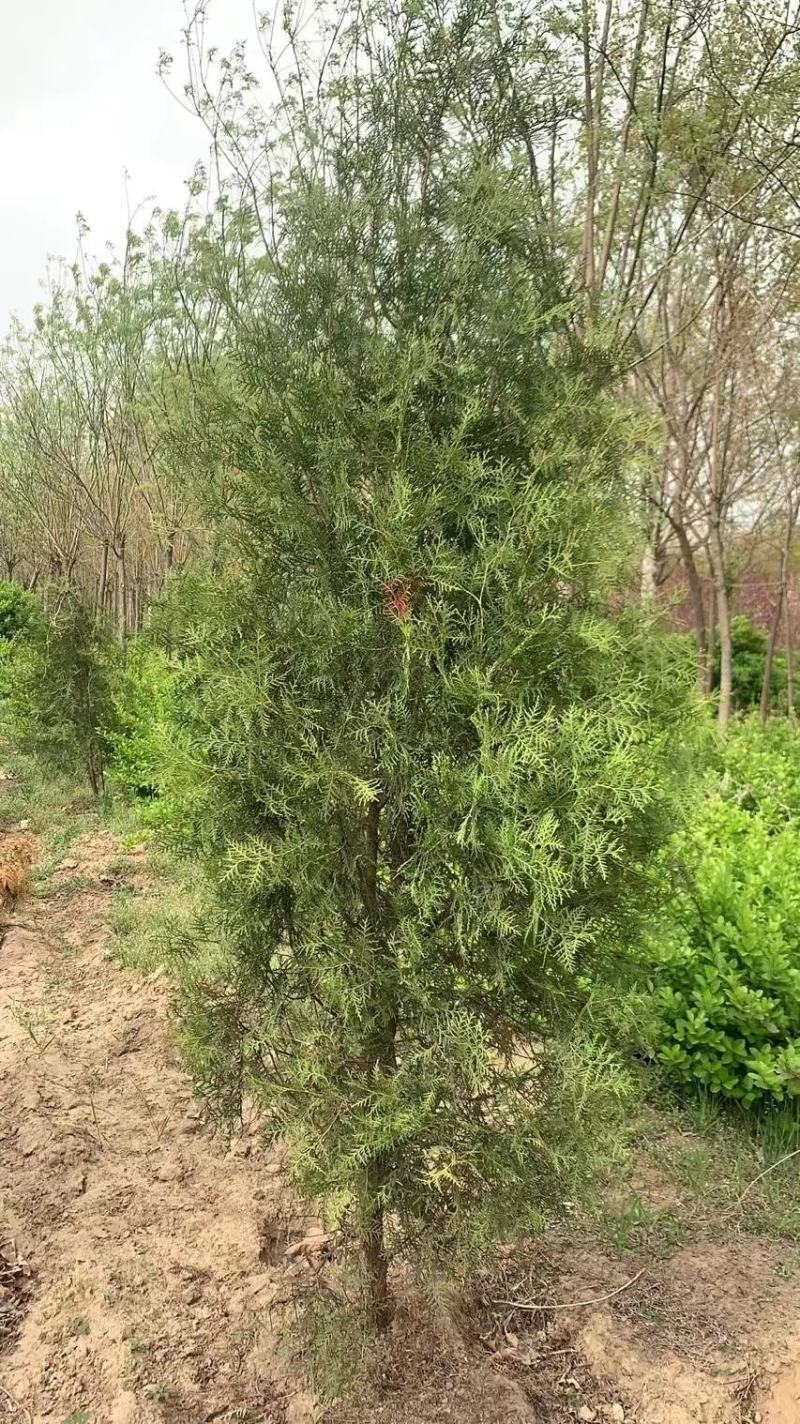 柏树侧柏80起步1米，1.2米，1.5米苗圃直发品质优
