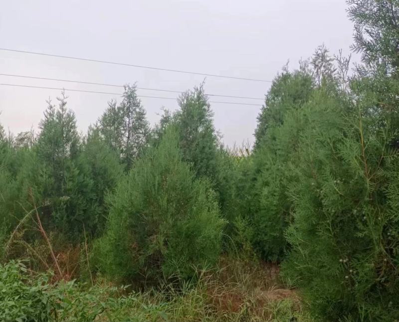柏树侧柏80起步1米，1.2米，1.5米苗圃直发品质优