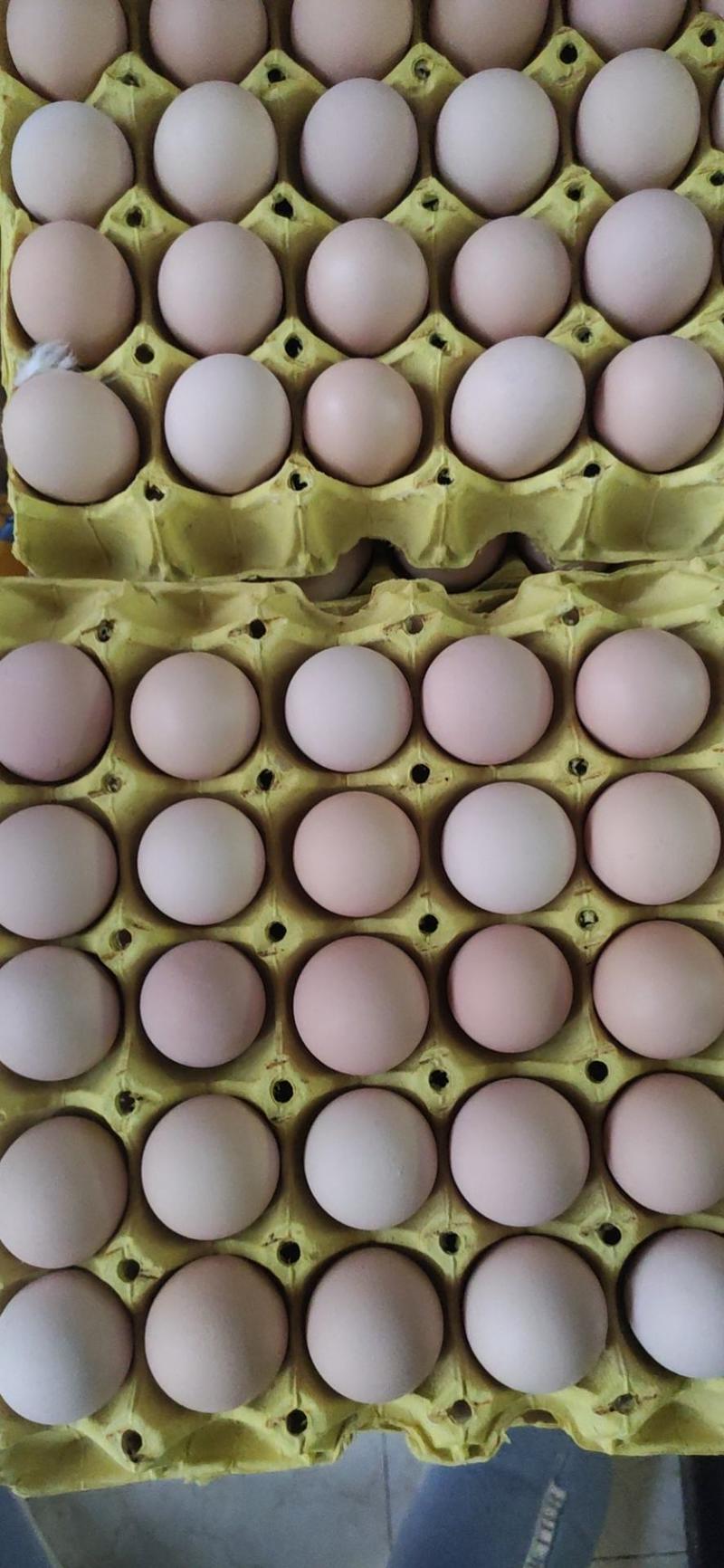 土鸡蛋35—44双色土鸡蛋各种规格，大午、黑凤、罗曼等