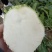 四川大头菜芥头菜芥菜无空心无黑心泡菜厂大量上市中