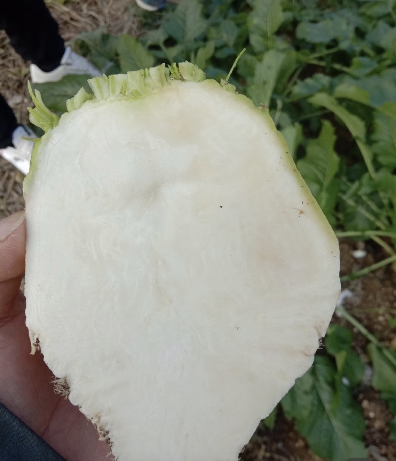 四川大头菜芥头菜芥菜无空心无黑心泡菜厂大量上市中