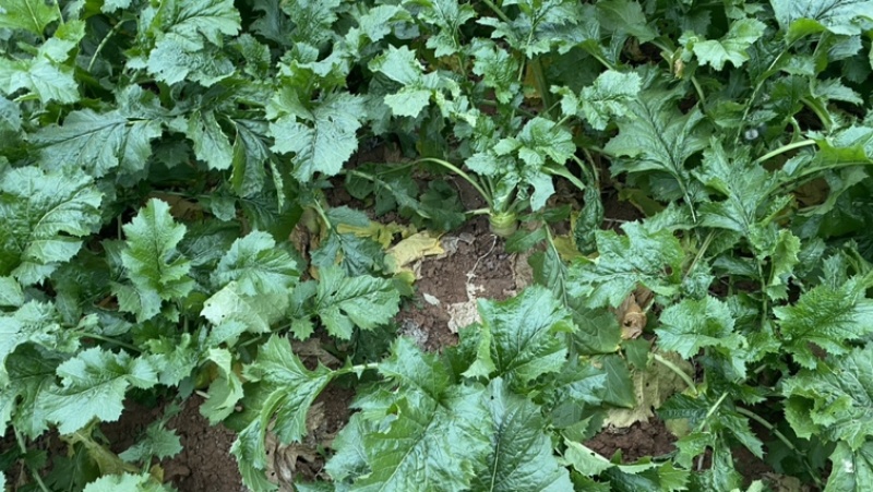 四川大头菜芥头菜芥菜无空心无黑心泡菜厂大量上市中