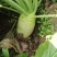 四川大头菜芥头菜芥菜无空心无黑心泡菜厂大量上市中