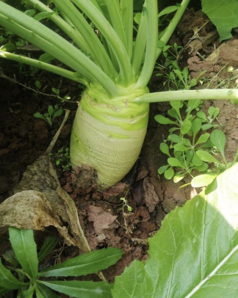 四川大头菜芥头菜芥菜无空心无黑心泡菜厂大量上市中