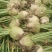 四川大头菜芥头菜芥菜无空心无黑心泡菜厂大量上市中