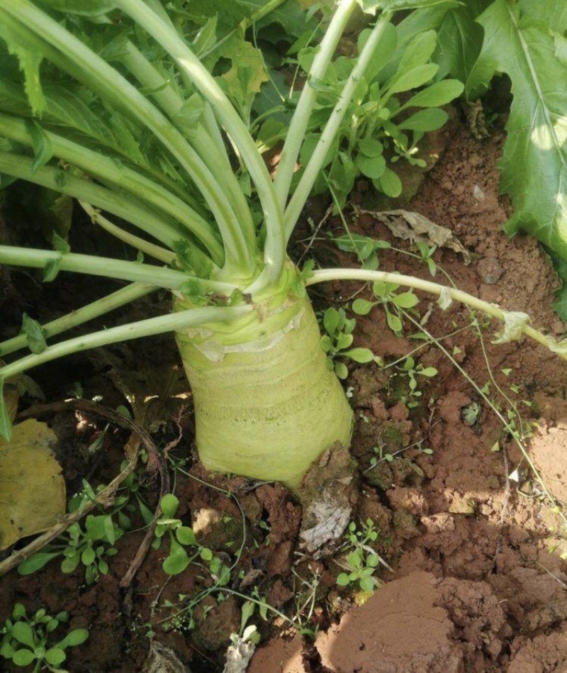 四川大头菜芥头菜芥菜无空心无黑心泡菜厂大量上市中