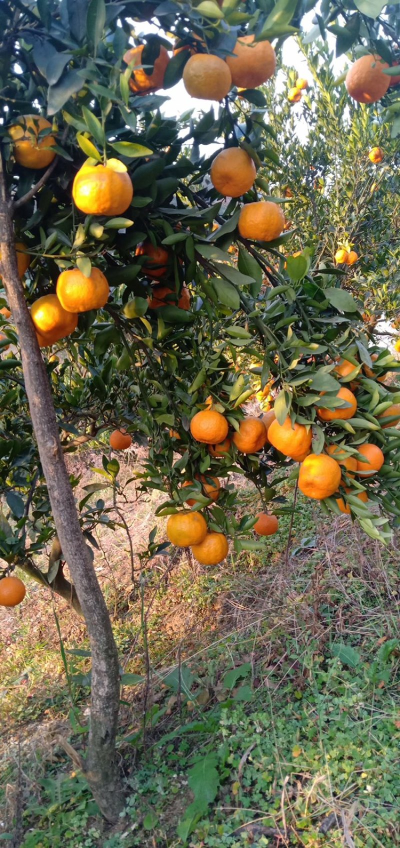 芦柑，质优价廉