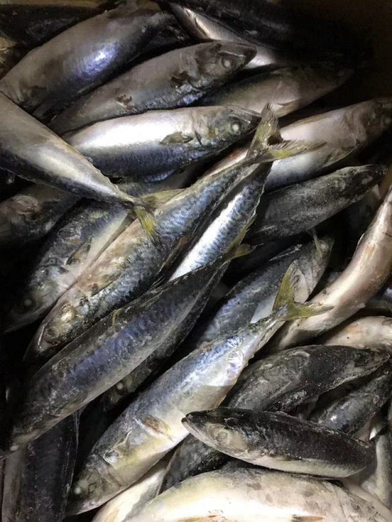 200-300规格冷冻台鱼鲐鱼小青鱼30斤饭店餐厅烧烤店