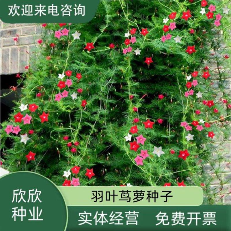 羽叶茑萝花种子易活室外庭院爬藤攀援植物圆叶茑萝五角星花籽