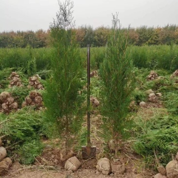 柏树侧柏80起步1米，1.2米，1.5米苗圃直发品质优