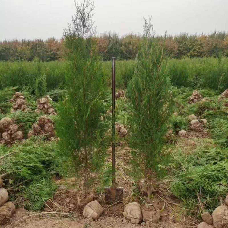 柏树侧柏80起步1米，1.2米，1.5米苗圃直发品质优