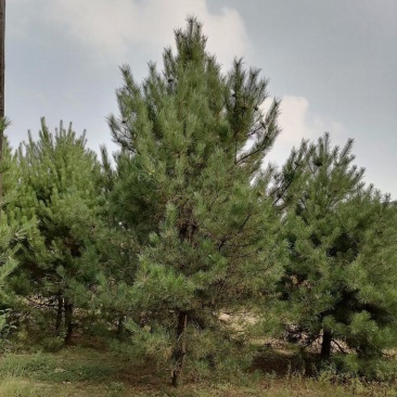 油松1米，2米，3米，4米，5米，6米，7米苗圃直