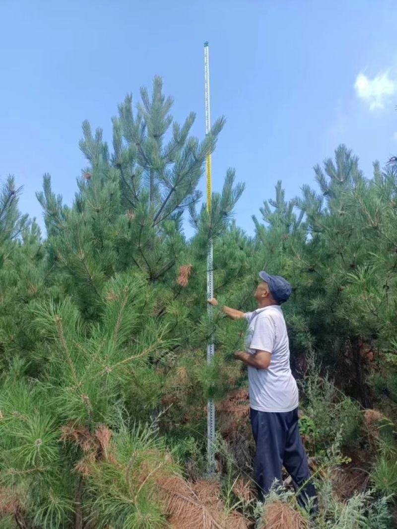 油松1米，2米，3米，4米，5米，6米，7米苗圃直