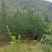 油松1米，2米，3米，4米，5米，6米，7米苗圃直
