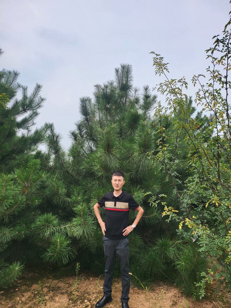 油松1米，2米，3米，4米，5米，6米，7米苗圃直
