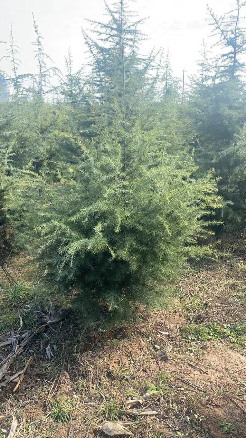雪松2米3米4米5米6米7米苗圃直销产地直发