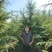 雪松2米3米4米5米6米7米苗圃直销产地直发