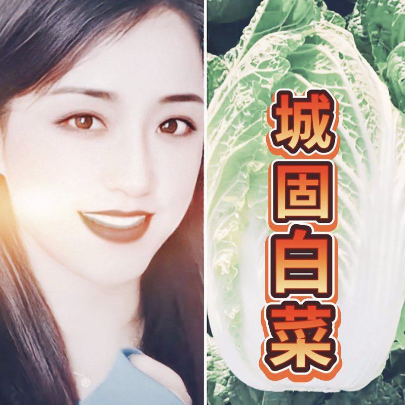陕西汉中优质白菜】义和秋大白菜:产地直发：全国发货(现货
