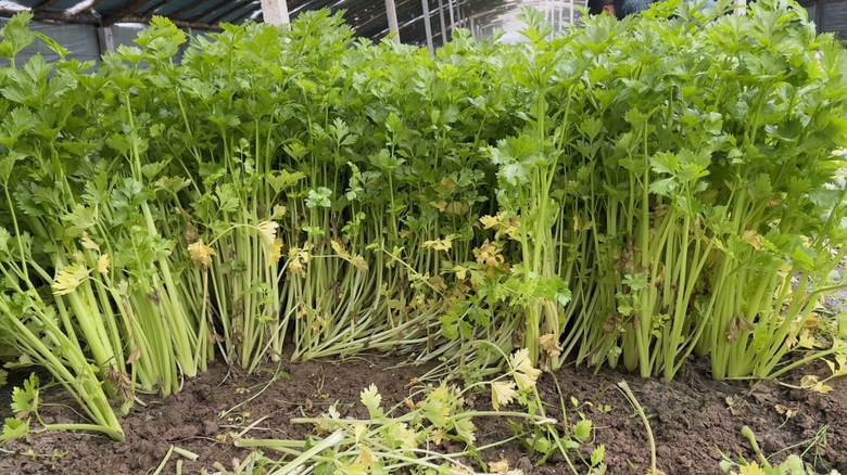 野生山芹菜生长在山林间,绿意盎然 野生山芹菜生长在山林间,绿意盎然