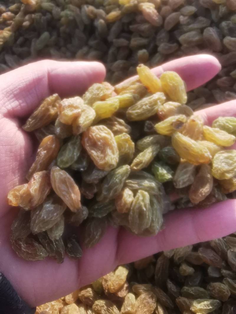 大颗粒无核白绿葡萄