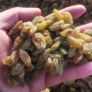 大颗粒无核白绿葡萄