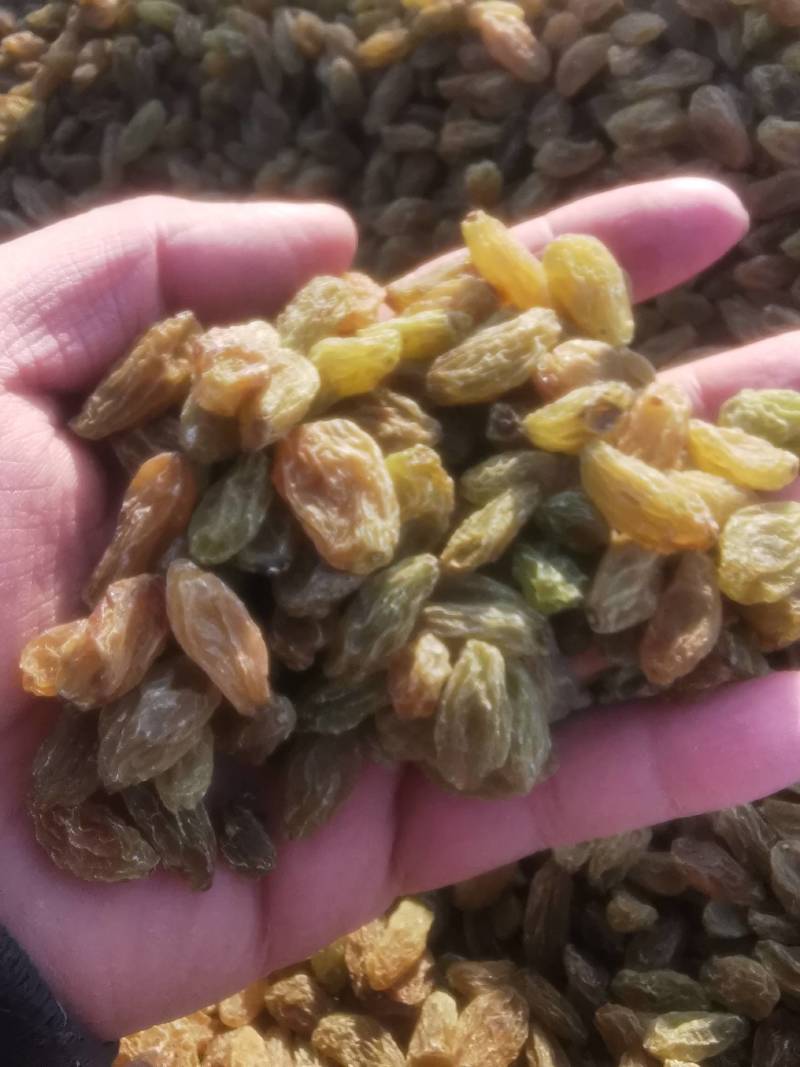 大颗粒无核白绿葡萄