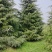 雪松2米3米4米5米6米7米苗圃直销产地直发